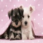 Miniature Schnauzer